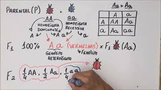 1ª Lei de Mendel  Genética  Resumo Professor Gustavo [upl. by Ahtelat728]