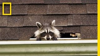 How to Evict Your Raccoon Roommates  National Geographic [upl. by Moonier]