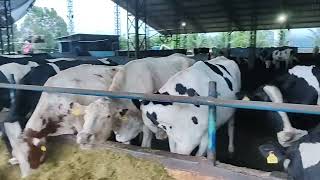 💰🐄EXPECTATIVAS PARA O MERCADO LEITEIRO EM 2024💰🐄 [upl. by Diego692]