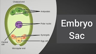 Types of embryo sac [upl. by Endys]