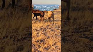 One of my non herding dogs stepped out the farm to visit the herd lol [upl. by Aikyt699]