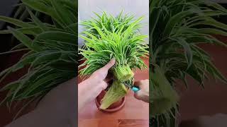 the hydroponic spider plants have long roots and their rhizomes are too long you can trim off some [upl. by Notxam]