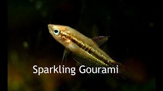 Sparkling GouramiTiny little croakers [upl. by Pradeep671]