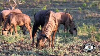 Hluhluwe Umfolozi Game Reserve Wildebeest Eating [upl. by Meehahs]