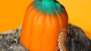 Isopods Eat Pumpkin Candy JUMPSCARE WARNING [upl. by Erbes]