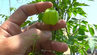 How Do You Grow Balloon Vine From seeds  stepbystep guide  Cardiospermum halicacabum Flower Vine [upl. by Nerek666]