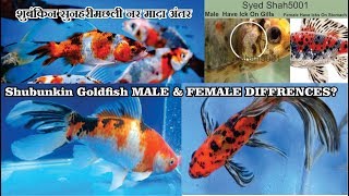 SHUBUNKIN goldfish Male Female Diffrences Goldfish male female differences [upl. by Filmore]