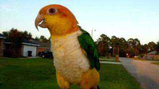 My Caique [upl. by Wane123]