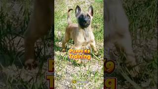 🐕‍🦺Belgian Malinois K9 Performance and Training Differences dog dogtraining malinois k9 [upl. by Arabella533]