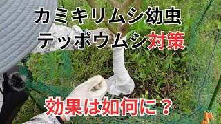 果樹のカミキリムシの幼虫テッポウムシ対策に効果あり？ [upl. by Ger]