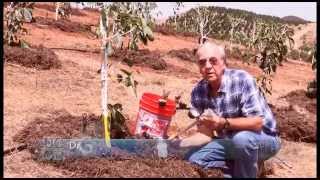 How to Install a Tensiometer in an Avocado Grove [upl. by Omissam]