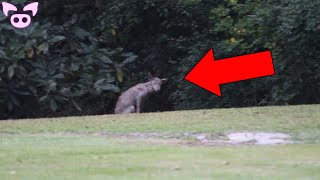 Real Chupacabra Sightings Caught on Camera [upl. by Renny]