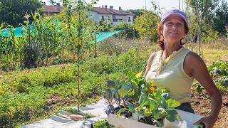 LAVORI di metà LUGLIO nellORTO Semine e trapianti👩‍🌾 [upl. by Ytomit]