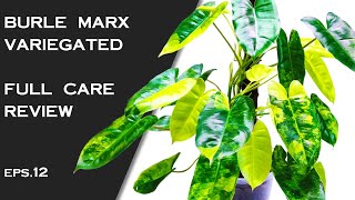 Philodendron Burle Marx Variegated Care And Full Details [upl. by Jemina]