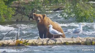 26 and Some Seagulls  July 22 2024 exploreorg [upl. by Yoccm755]