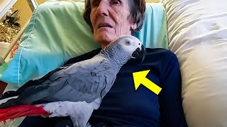 Dying Woman Says Final Goodbye To Her Parrot But The Parrots Reaction Will Make You Cry [upl. by Ayikat]