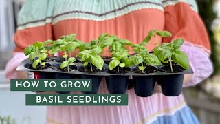 Growing Basil In Brisbane  Summer [upl. by Adar528]