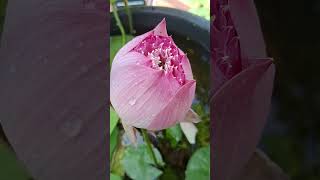 Beautiful lotusgardenwatergardenwaterlotus waterplants youtubevideo waterflower [upl. by Magnum]