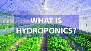 What Is Hydroponics Amazing Advantages Over SoilBased Agriculture [upl. by Ilatfen]