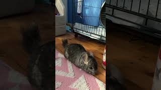 My pet chinchilla noises [upl. by Vullo]