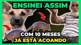 🔴 ENSINE RÁPIDO CACHORRO A CAÇAR [upl. by Allisurd]