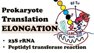 Prokaryotic Translation ELONGATION  How do EFTu and EFG move the ribosome  Deepdive Video [upl. by Anatnom26]