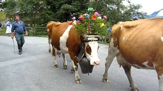 Swiss Cows with their Giant Bells Lead the Parade in Murren  Aug 2011 [upl. by Kerrison]