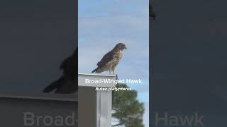 Broadwinged Hawk [upl. by Yerffe577]