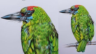 Blue Throated Barbet Drawing  Bird Drawing in Color Pencils  Megalaima Asiatica [upl. by Relyks]