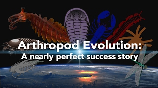 Arthropod Evolution A nearly perfect success story [upl. by Aniroz]