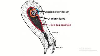 Decidua the pregnant endometrium Understanding Its Crucial Role in Embryology [upl. by Lampert]