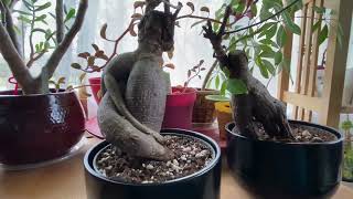 2 IKEA Bonsai update FICUS MICROCARPA GINSENG [upl. by Gavin3]