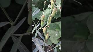 Crotalaria juncea known as brown hemp Indian hemp [upl. by Aidnyc]