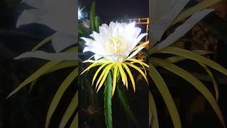 👉Dragonfruit Pollination techniques🙏subscribe🙏 shorts viral youtubeshorts satisfying dragon [upl. by Elehcar]