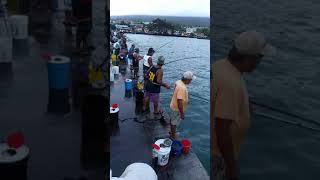 Akule pole fishing kailua Kona pier [upl. by Attekal]