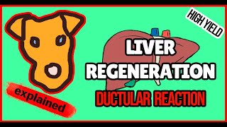 Liver regeneration Ductular reactionCirrhosis progressionregression [upl. by Anhsirk]