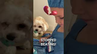 Janae the vet🐶 puppy dog [upl. by Debbi]