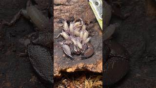 Dwarf Wood Scorpions Liocheles australasiae scorpions [upl. by Ajile]