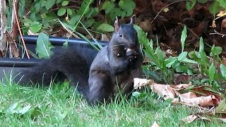 Melanistic Eastern Gray Squirrel Gathering and Eating Acorns [upl. by Ingram]