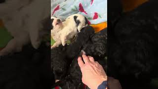 Holiday Labradoodle Puppies [upl. by Hanas]