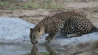 Leopards of Wilpattu National Park [upl. by Jacobina]