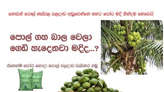 පොහොර නොදමා පොල් පලදාව වැඩිකර ගන්නේ මෙහෙමයි  A Good Method To Increase Your Coconut Yield [upl. by Nagaem]