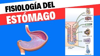 Fisiología del estómago [upl. by Suollecram]