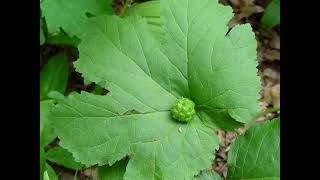 Goldenseal Medicinal Plant [upl. by Ariet550]