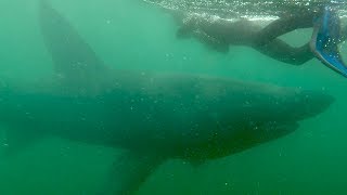 Swimming with Basking Sharks  Documentary [upl. by Olraced]