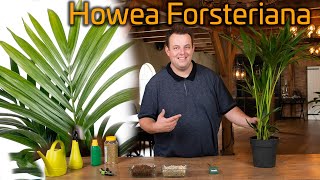 Tips voor de verzorging van je Kentia palm Howea Forsteriana [upl. by Latta835]