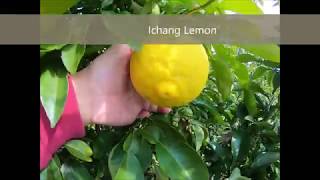 Hardy citrus update Ichang lemon sudachi shikuwasa [upl. by Langston]