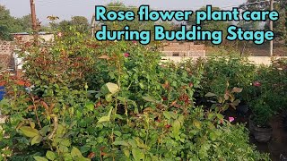 Rose flower plant care during Budding Stage [upl. by Eclud]