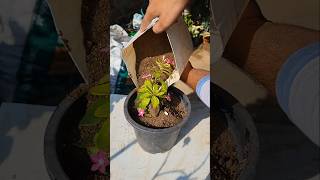 Vinca Plant sifting to 8 inch Potshortvideo trendingshorts viralshorts [upl. by Kramnhoj]