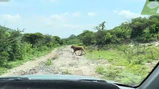 Back road between Las Trojes and Los Troncones Mexico [upl. by Spear]